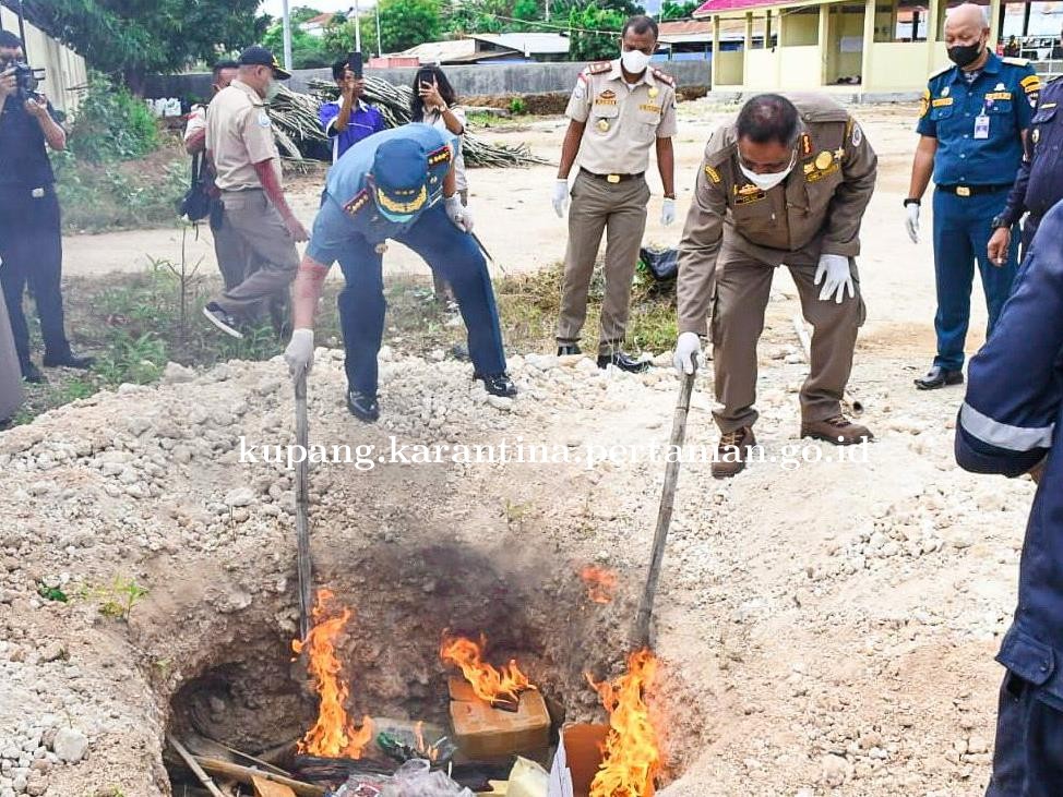 Karantina Pertanian Kupang Musnahkan Produk Pertanian Ilegal