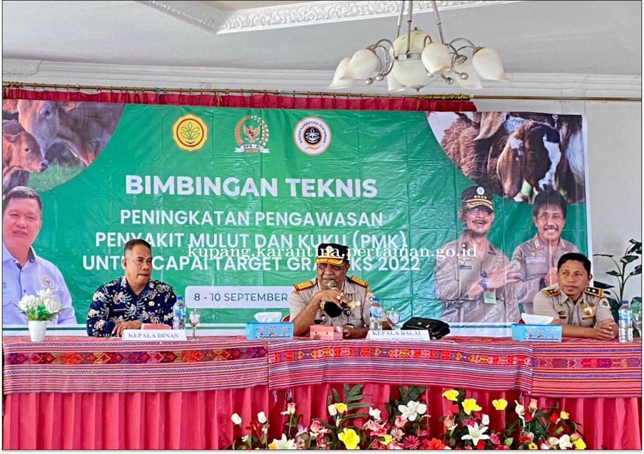 Tingkatkan Kewaspadaan PMK untuk Capaian Gratieks, Karantina Gelar Bimtek dan Sosialisasi