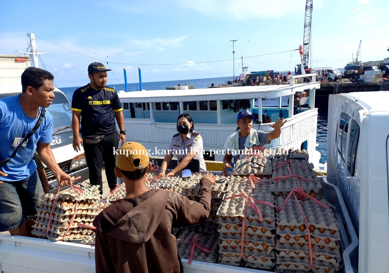 Datang di Tanah Marapu, Sicoklat Bundar Diperiksa Karantina Pertanian