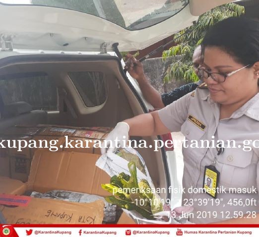 Puring Surabaya Mendarat di Kupang