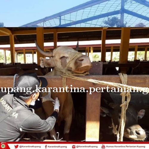 Bertempur dengan 600 Ekor Sapi Potong